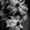 Abloom