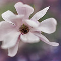 Magnolia #1 