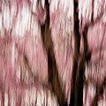 Sakura #4